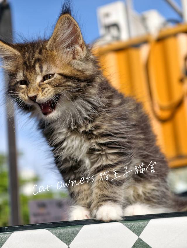 壮壮 照片 6