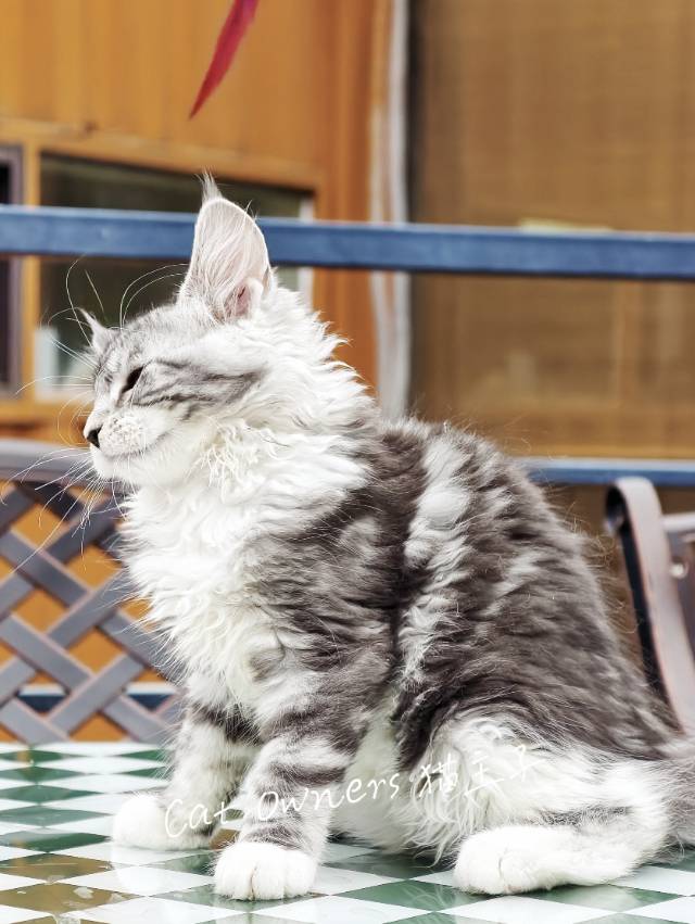 开心果