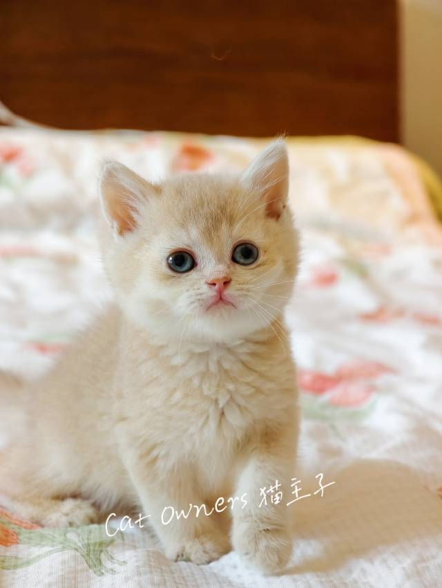 芋泥