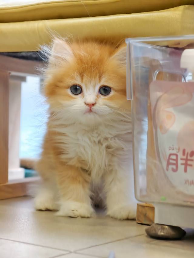 阳阳 9
