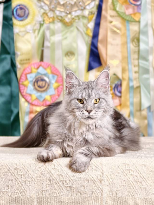 MiuMiu 