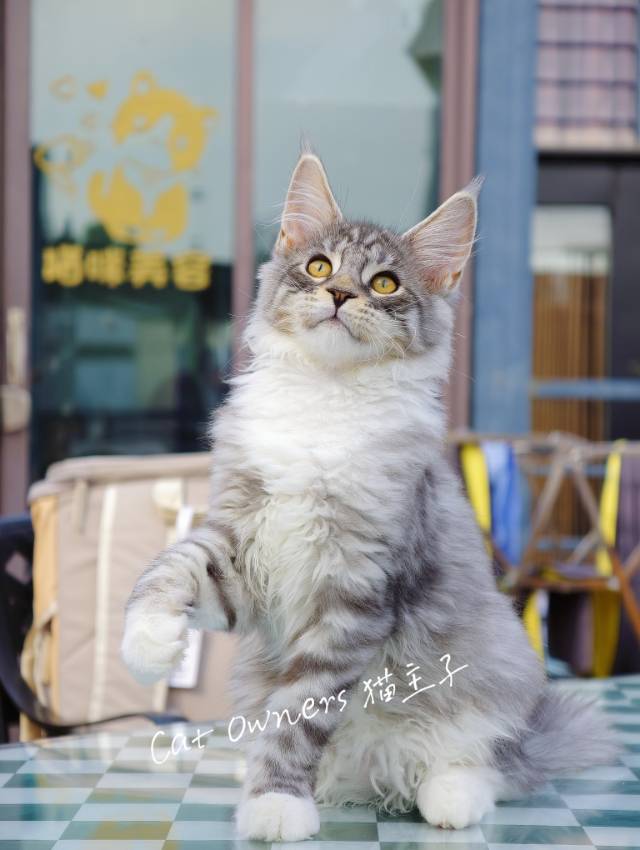 小西梅