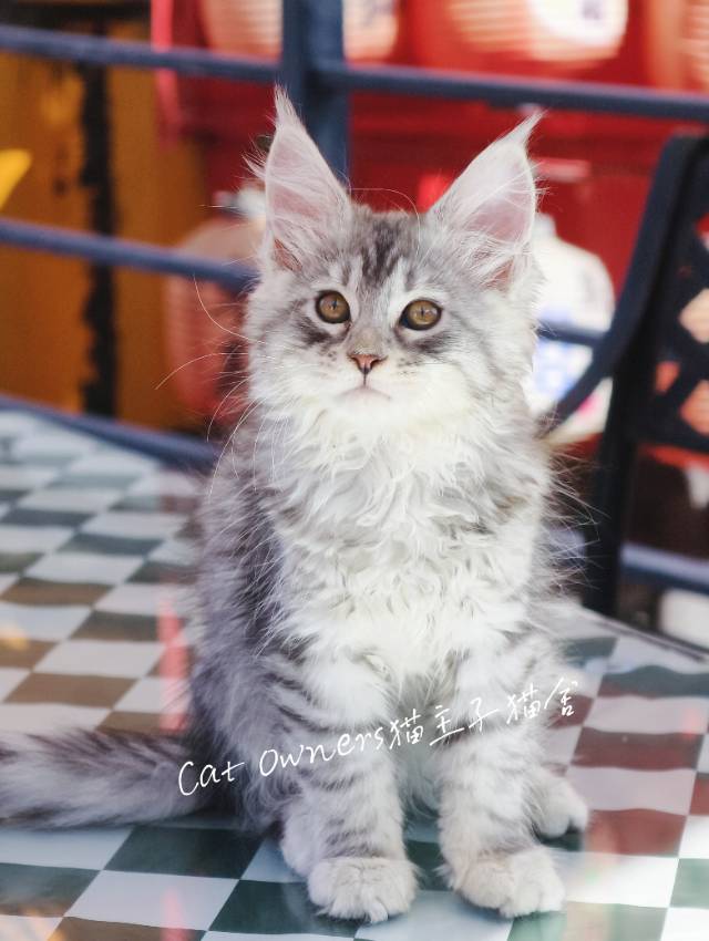小瓜子