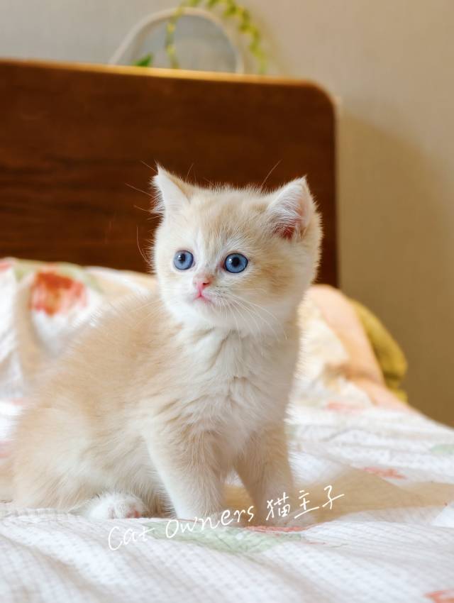 奶咖 2