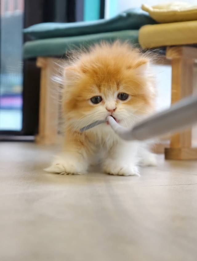 初次驯服逗猫棒