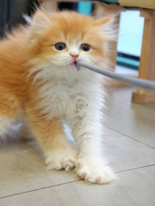 初次驯服逗猫棒