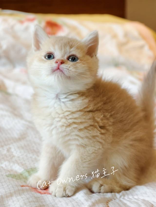 芋泥 2