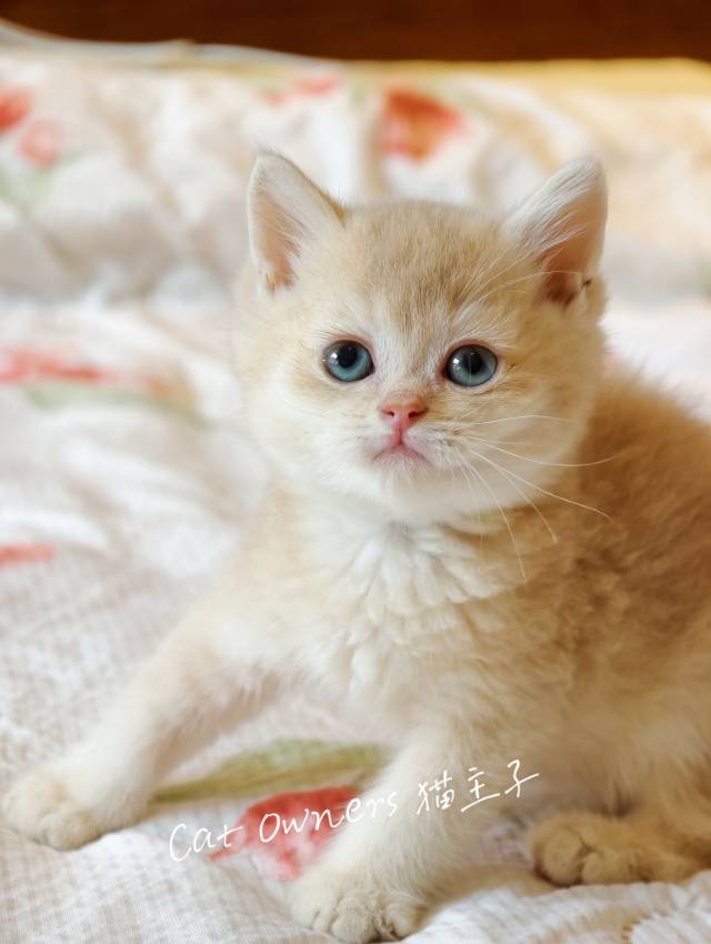 芋泥 3