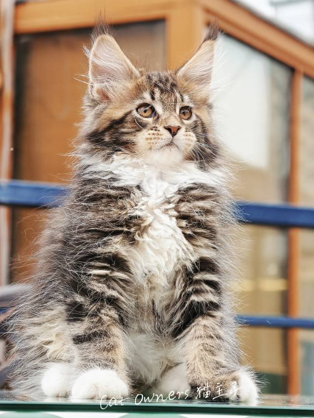 壮壮