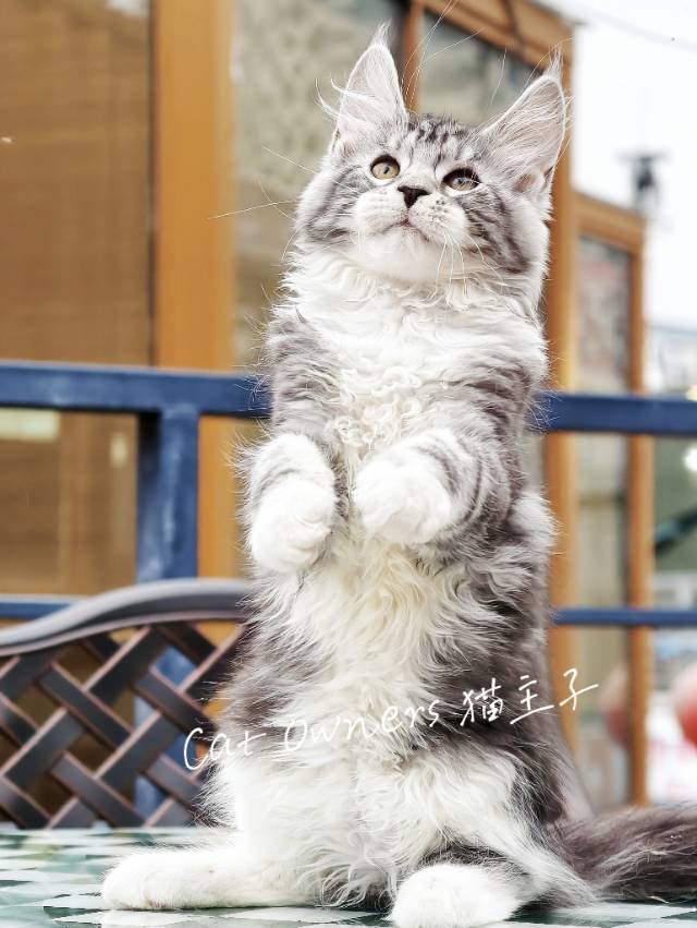 开心果