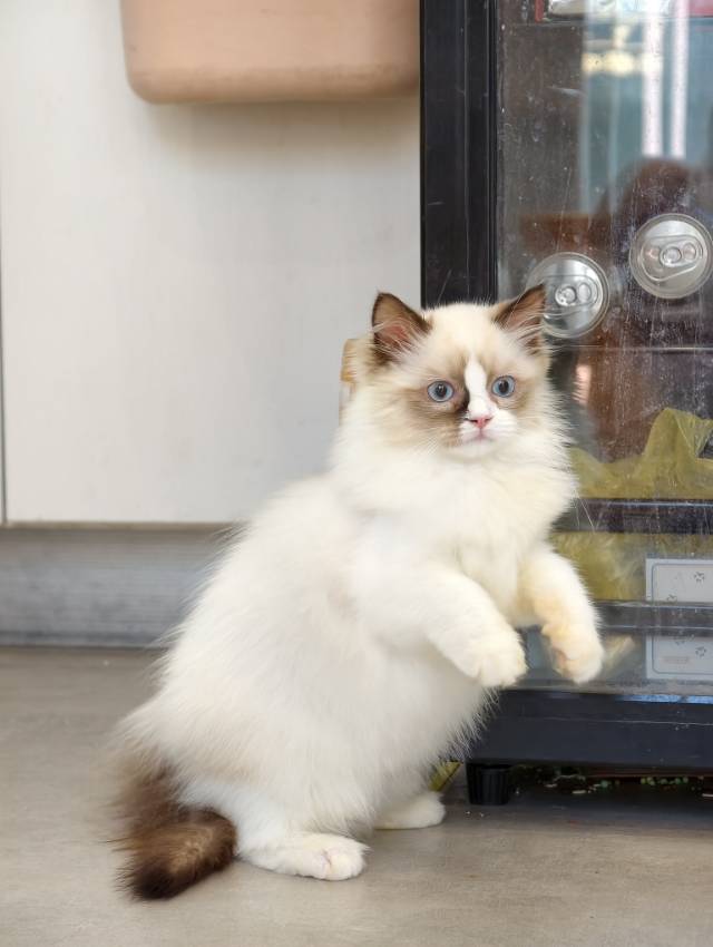 猪咪 7