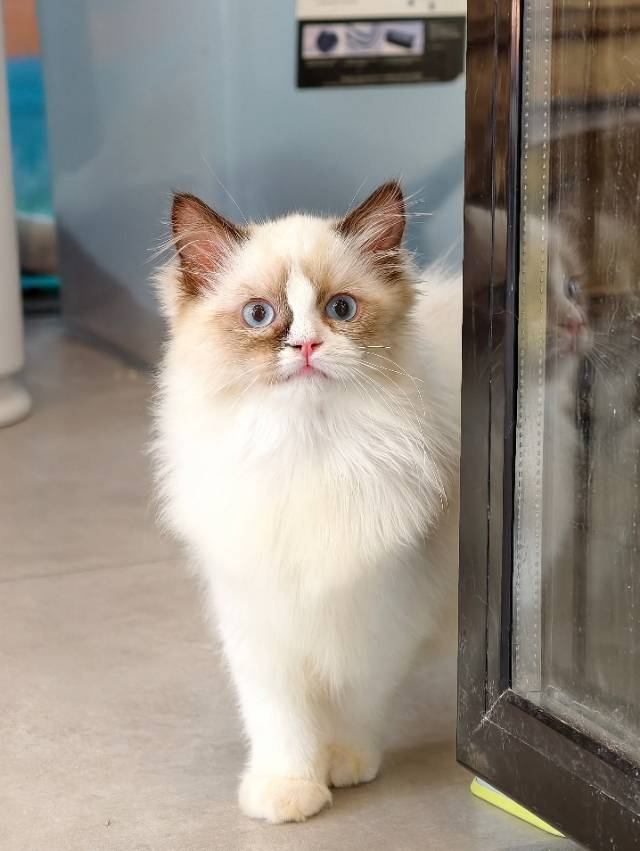 猪咪