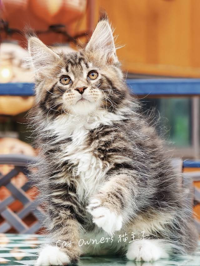 壮壮