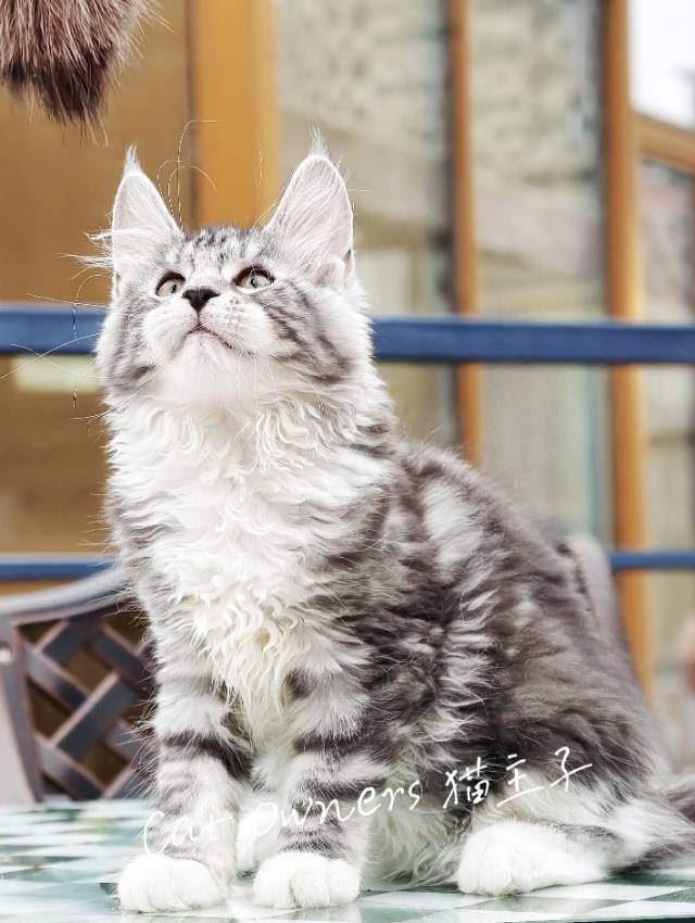 开心果