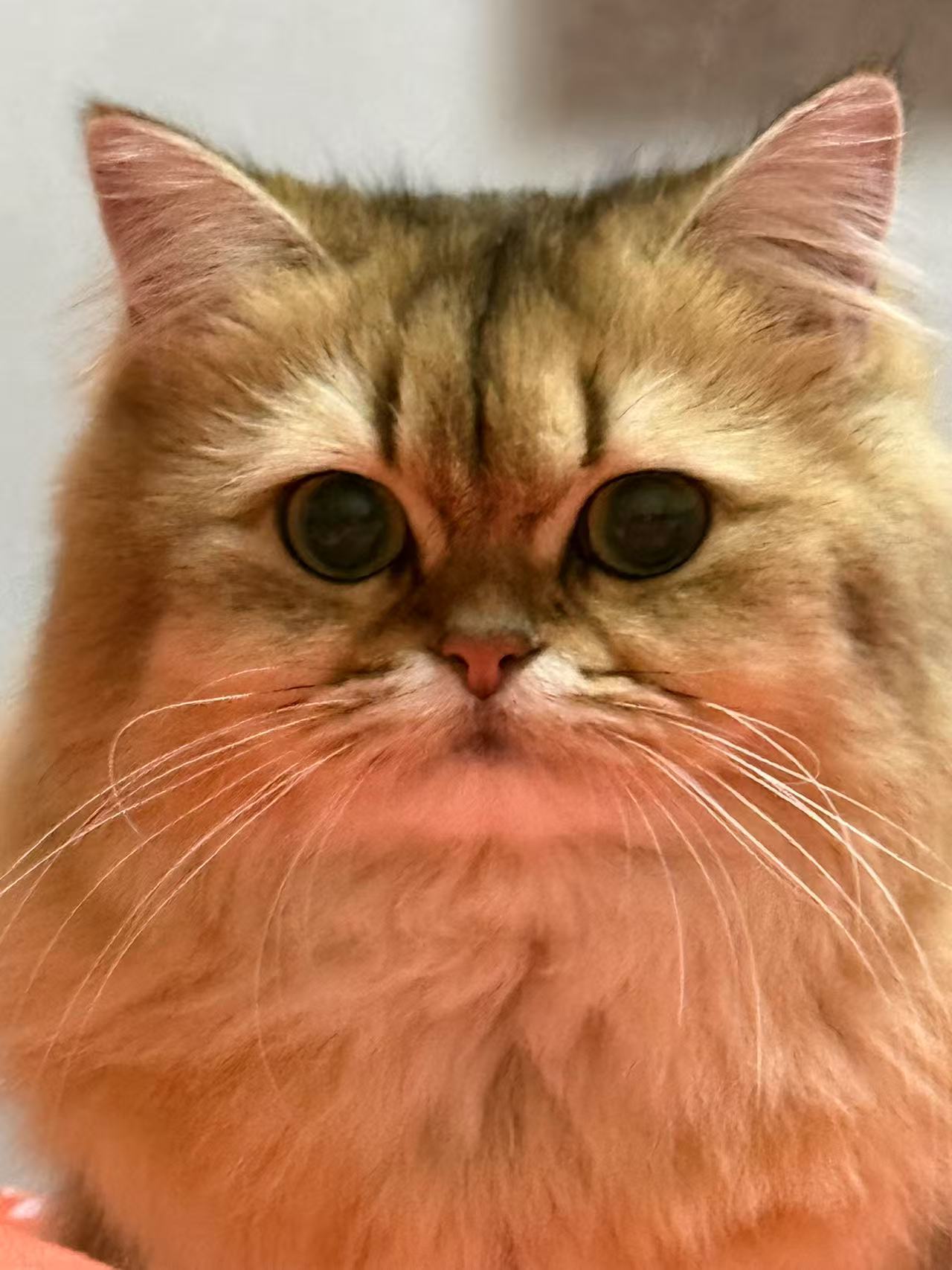 妞妞