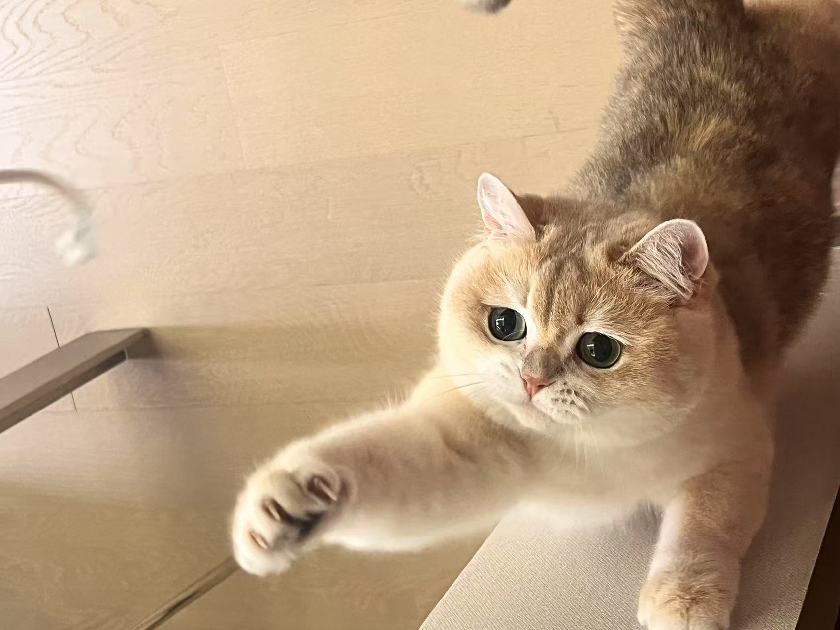 椰椰