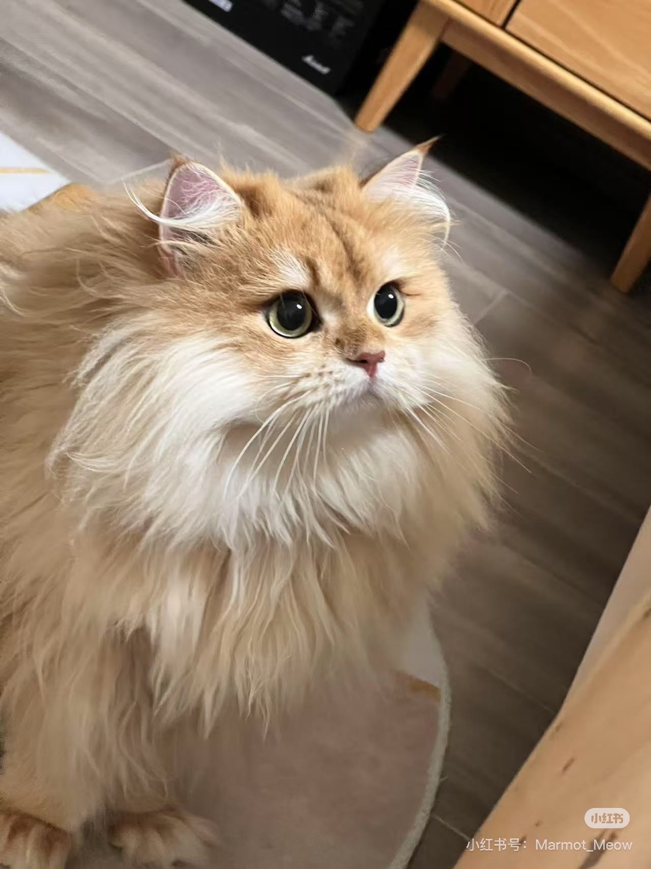 芋头