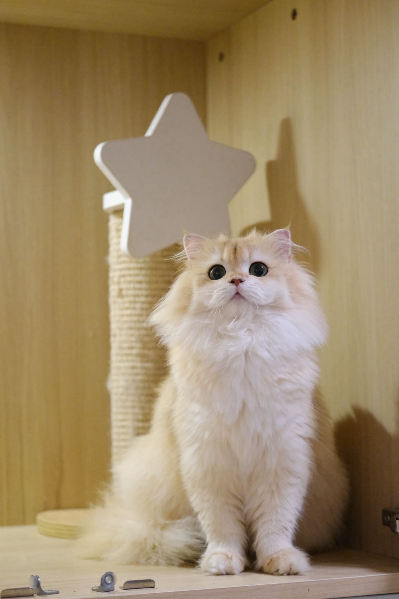 小辣鸡