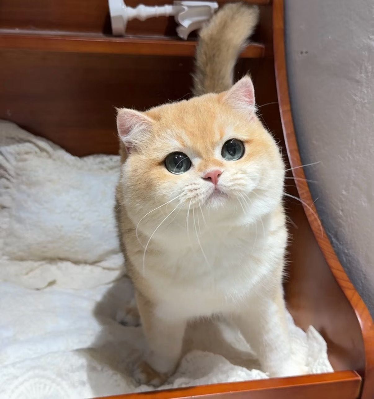 铁柱儿