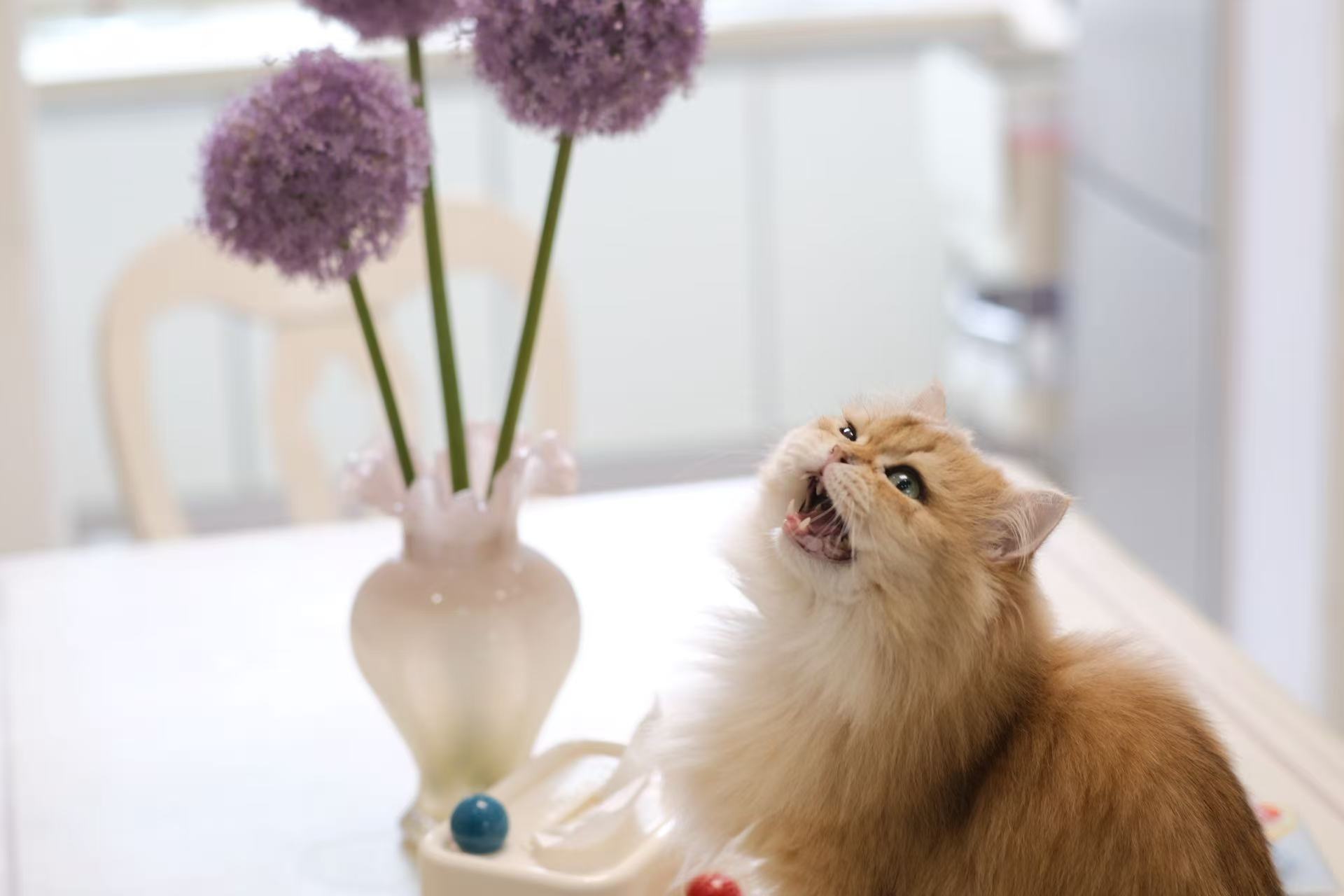 大腚