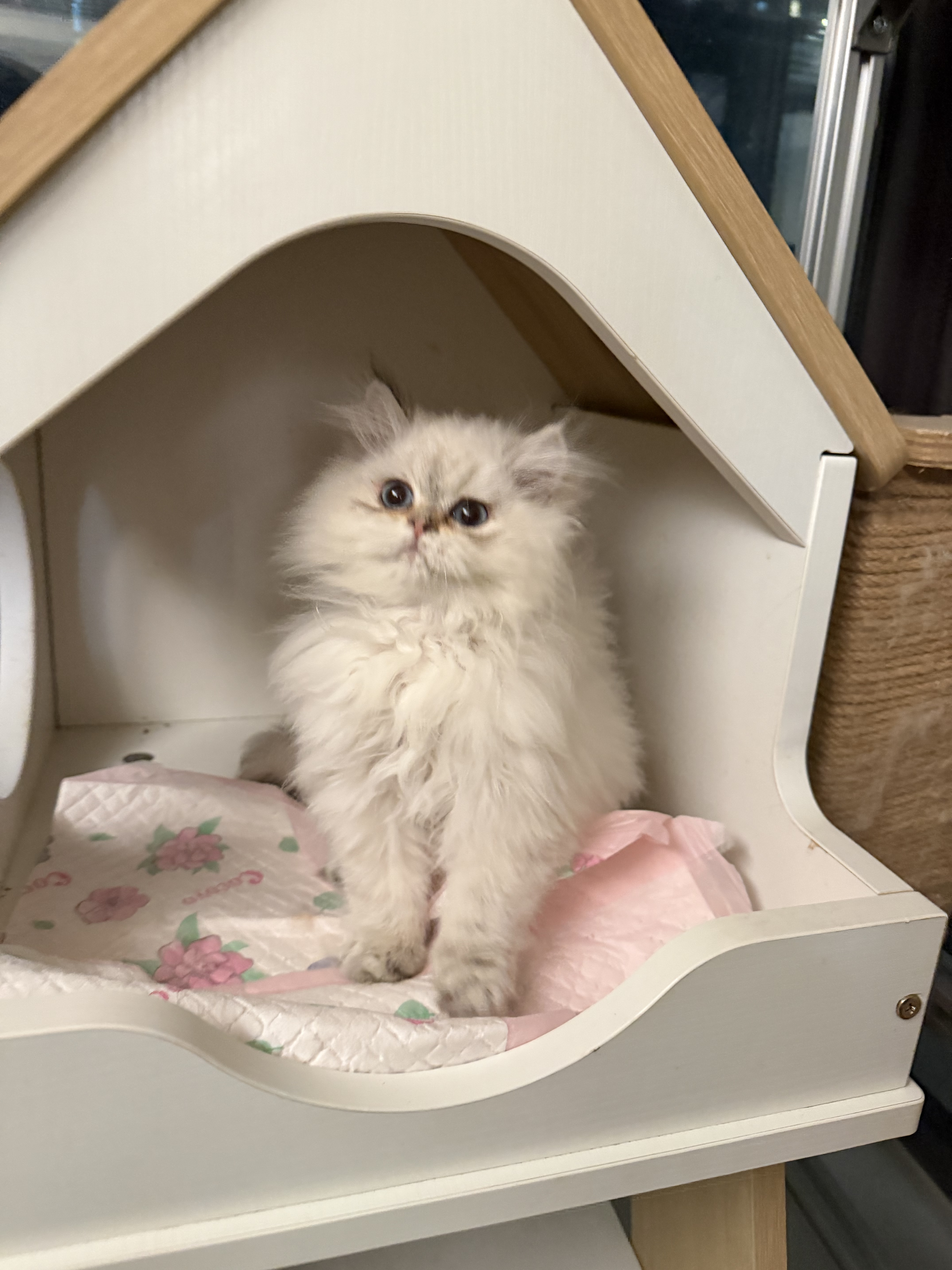 金点妹妹 照片 2