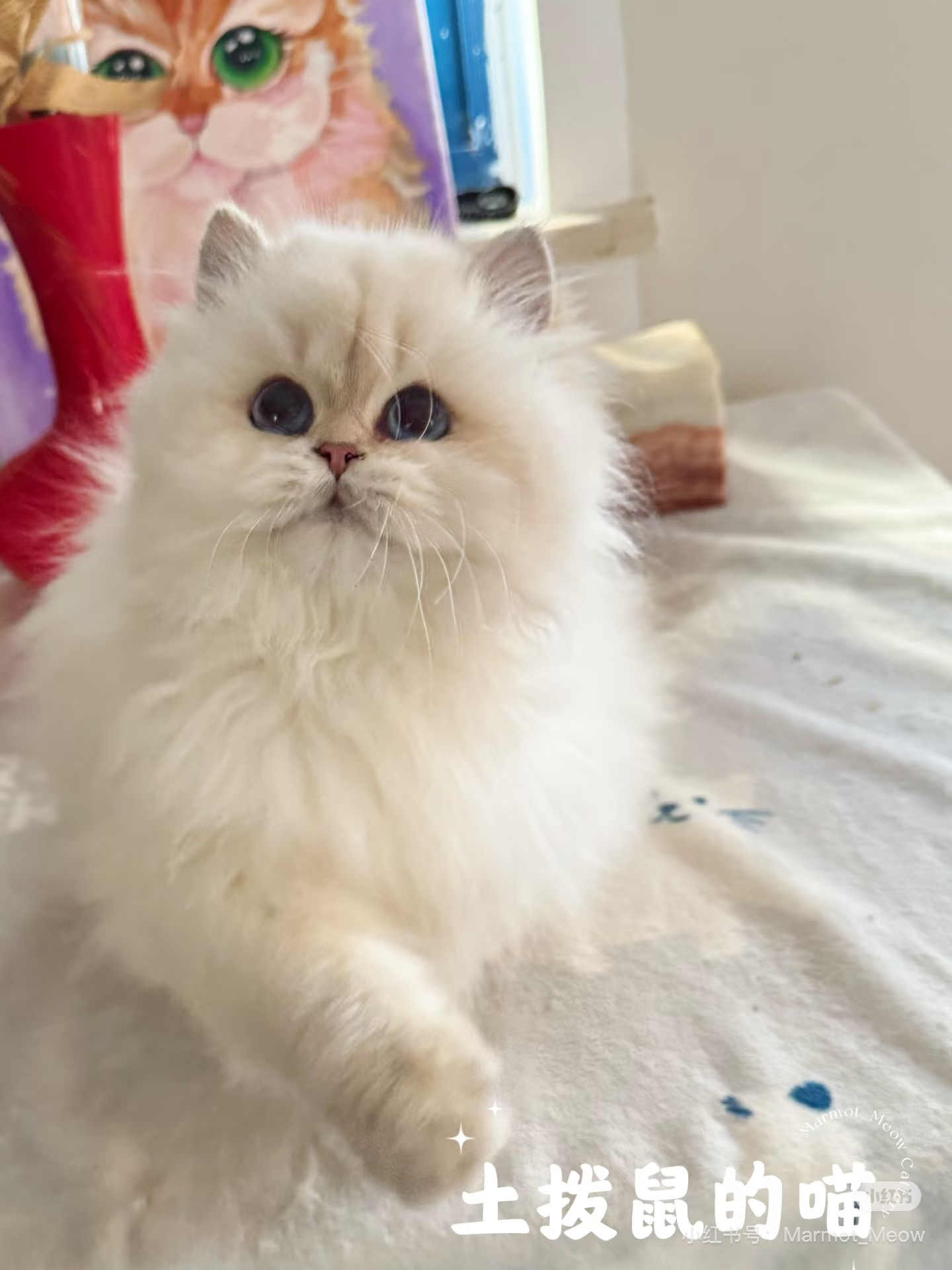 小鼻子