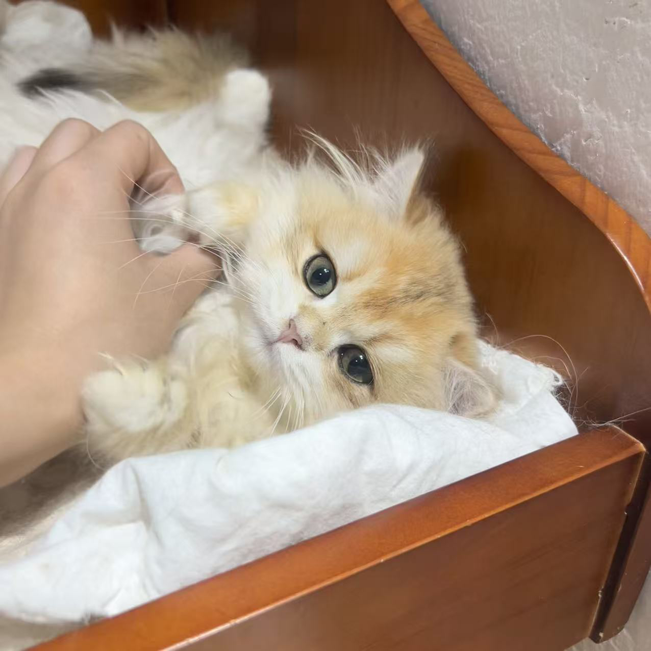 12长毛金妹妹