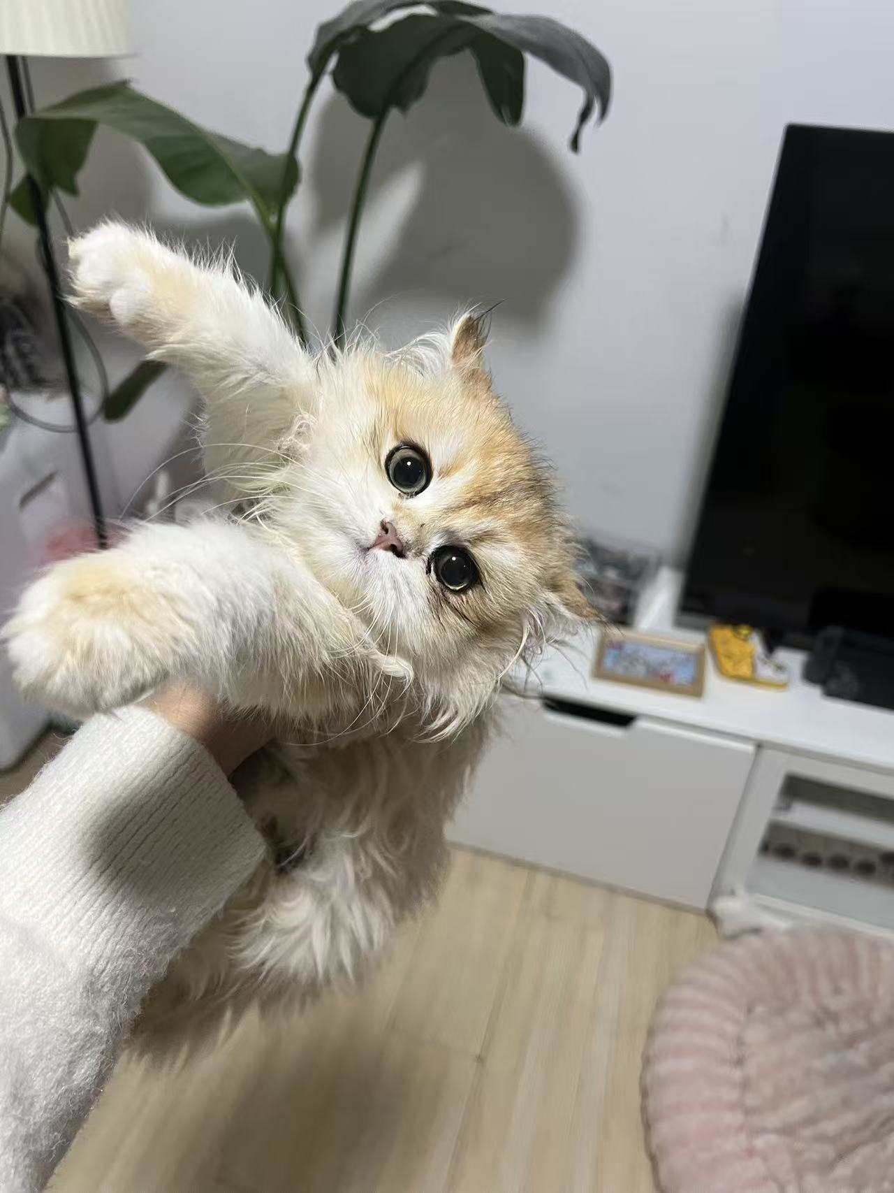 12长毛金妹妹 照片 3