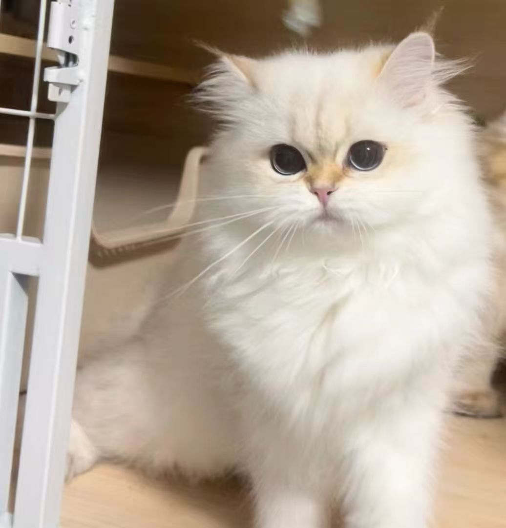 妹妹