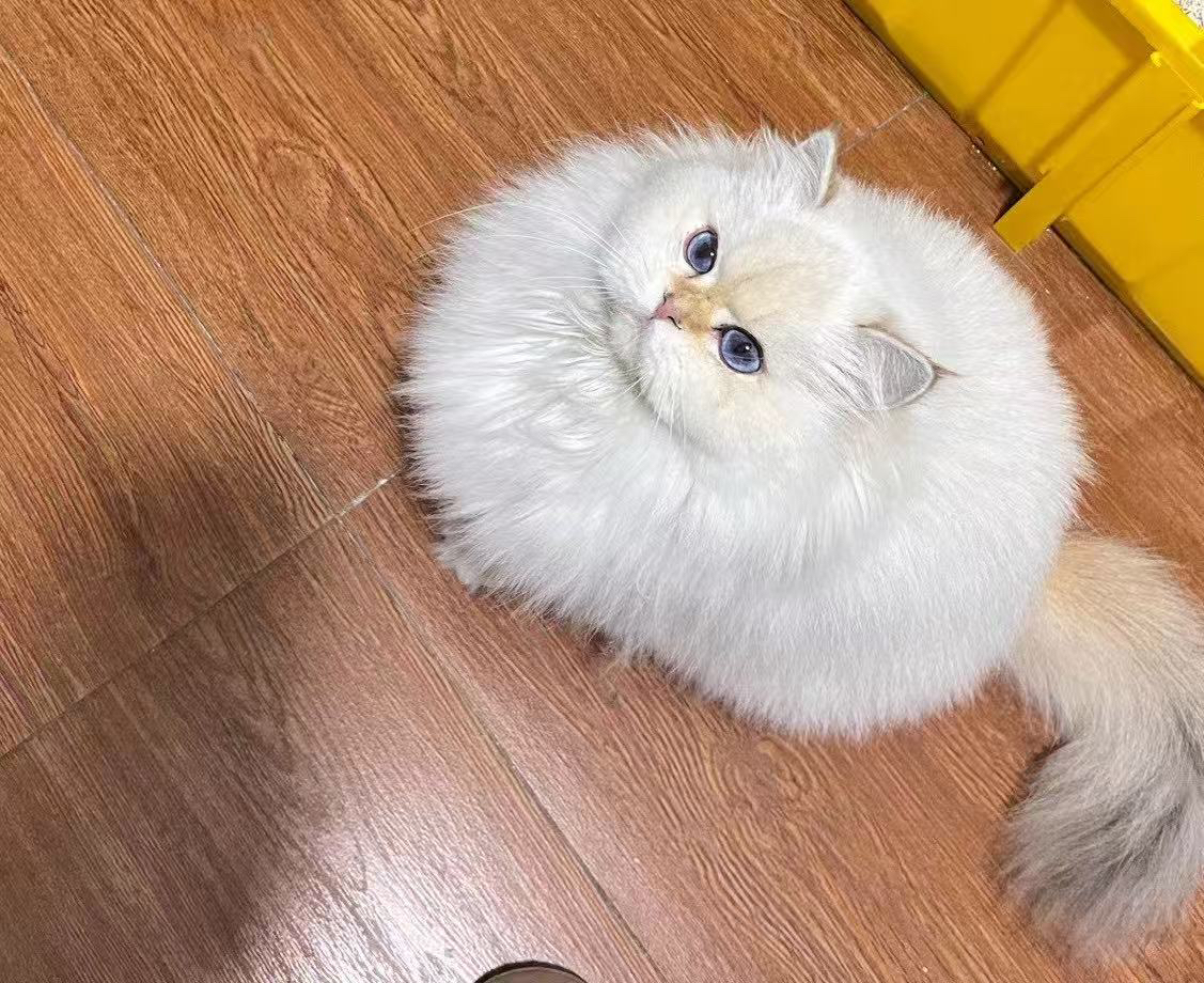 毛毛