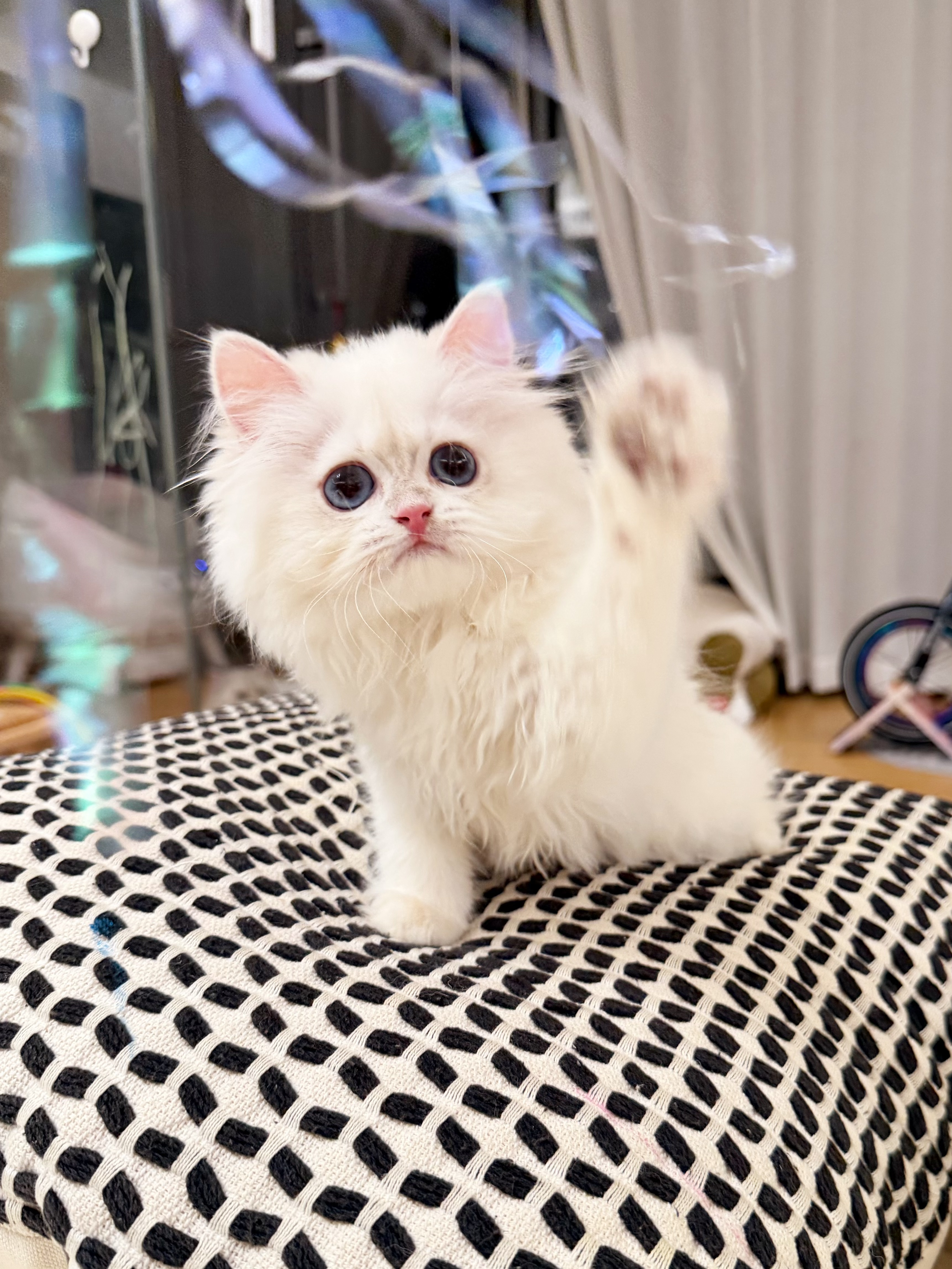 鼻小白