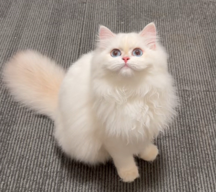 鼻小白