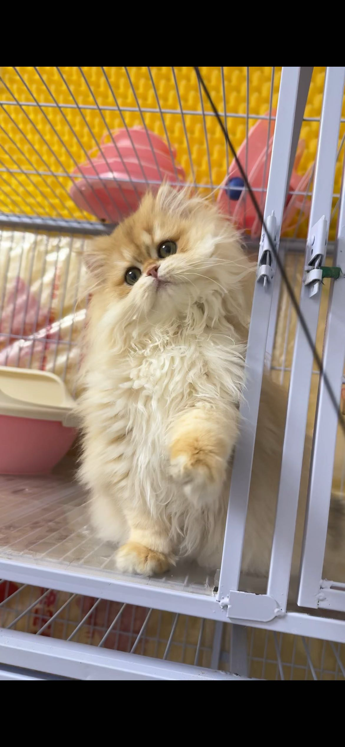 铲铲