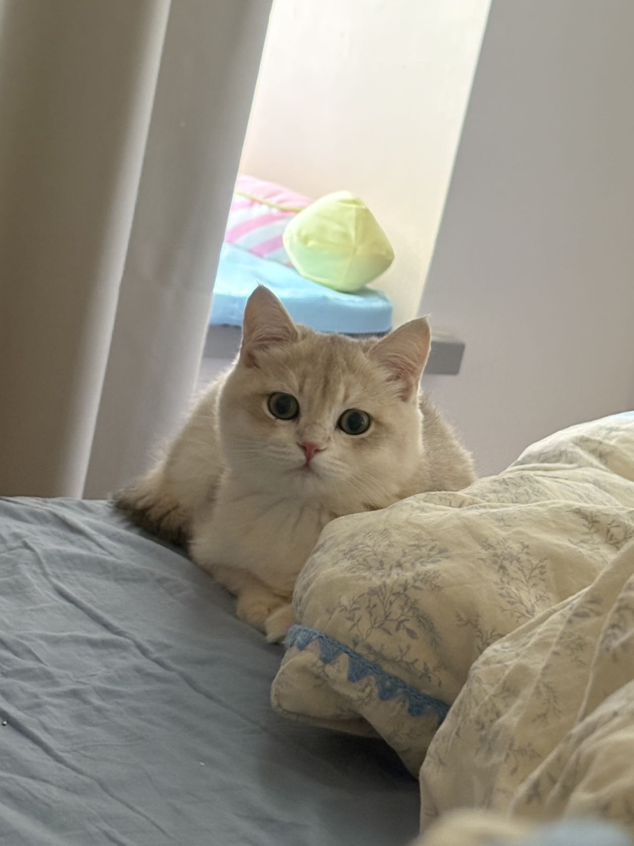 墩墩
