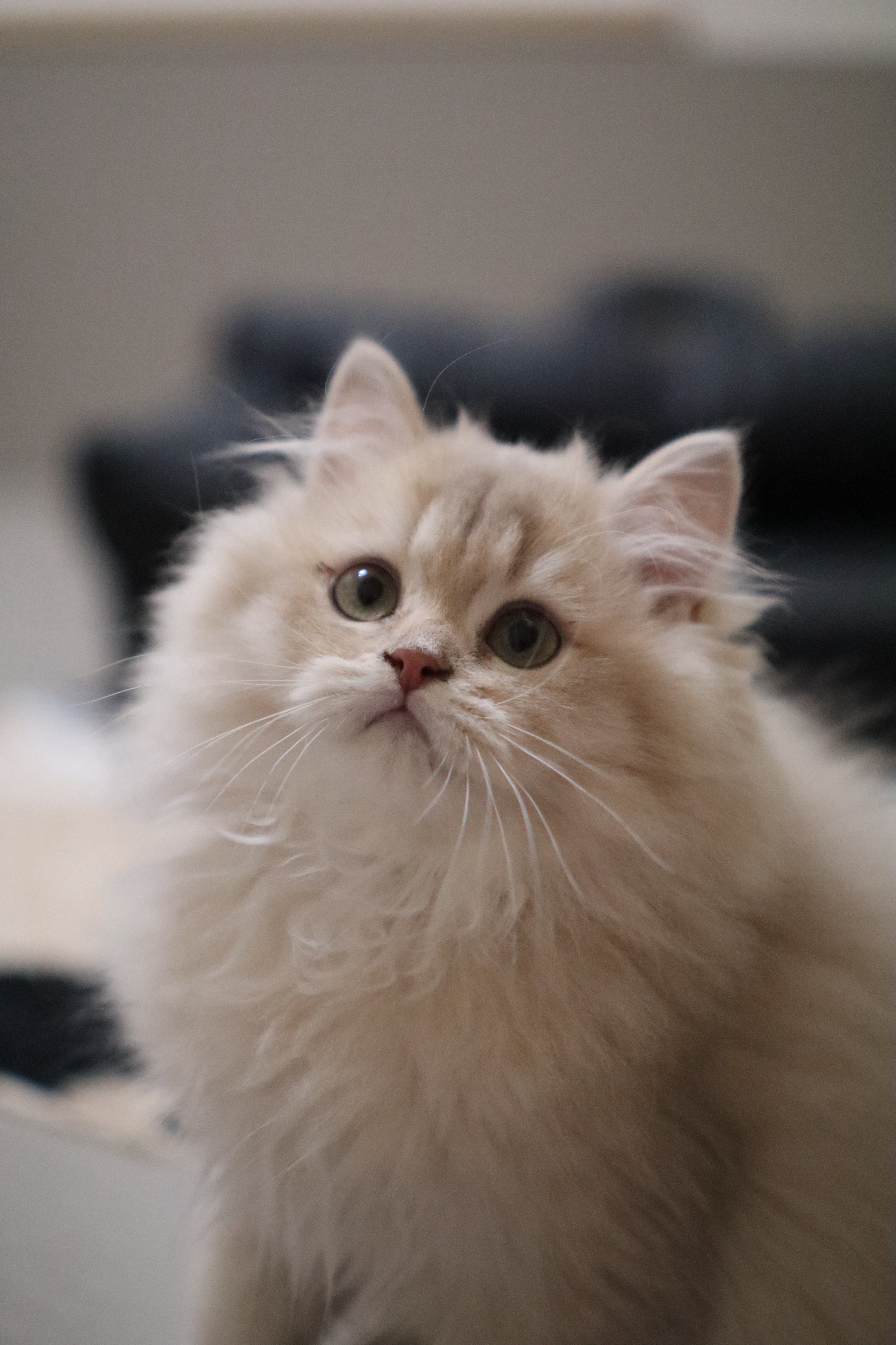 Mojo