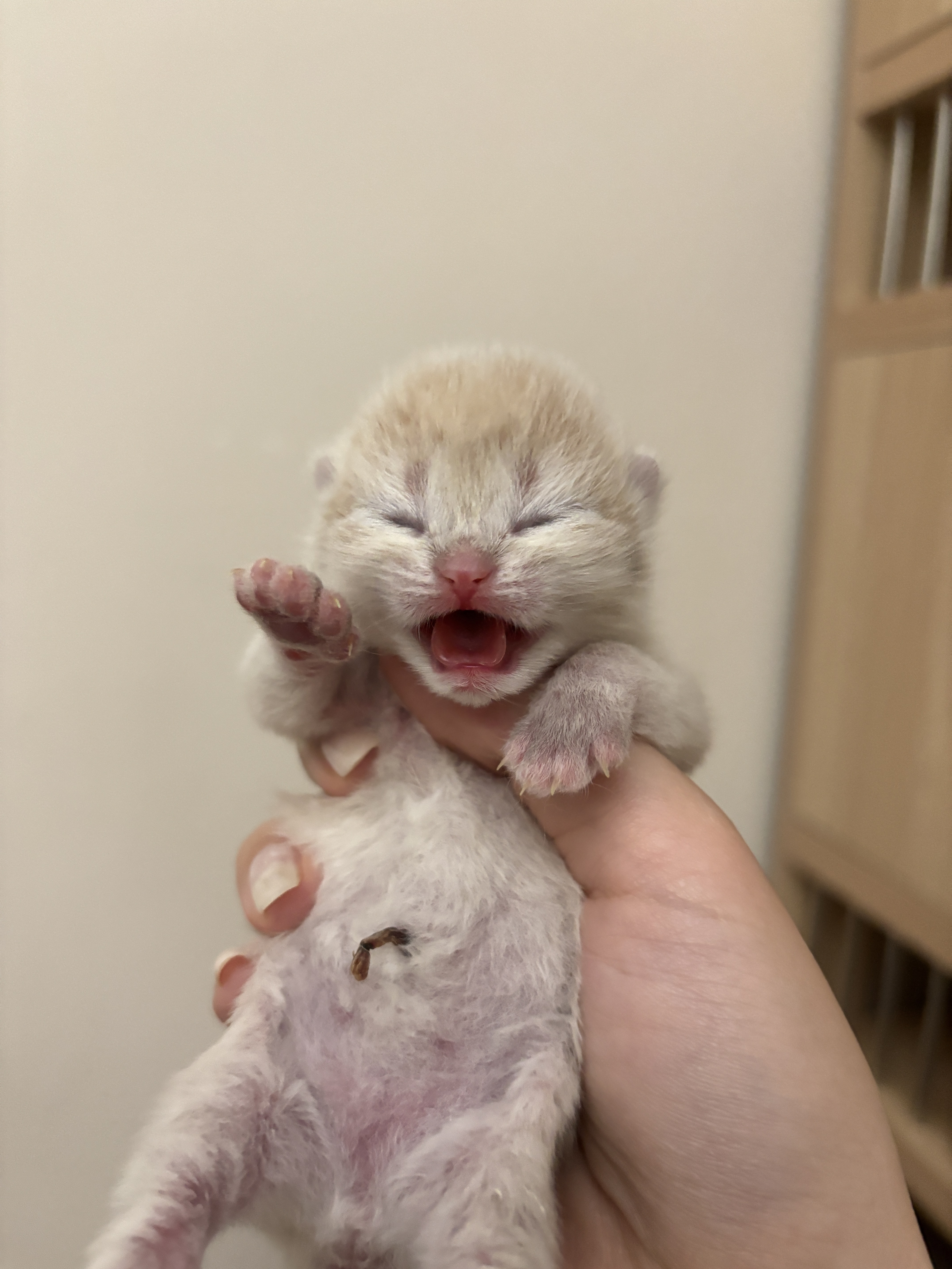 出生啦🐣