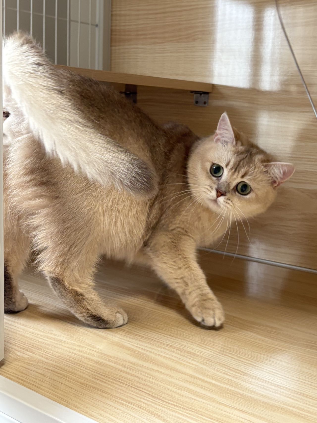 糊糊
