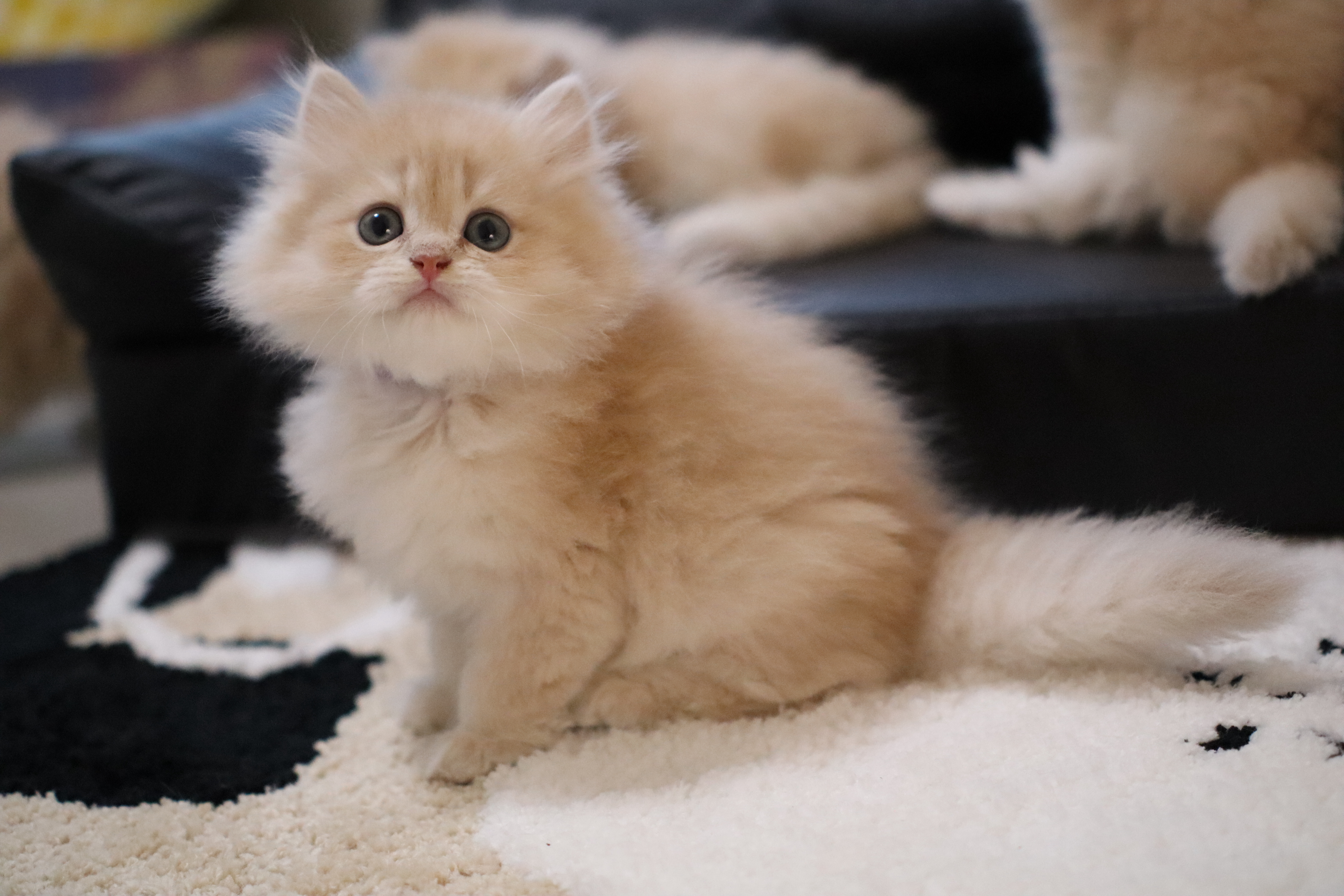 枣泥 3