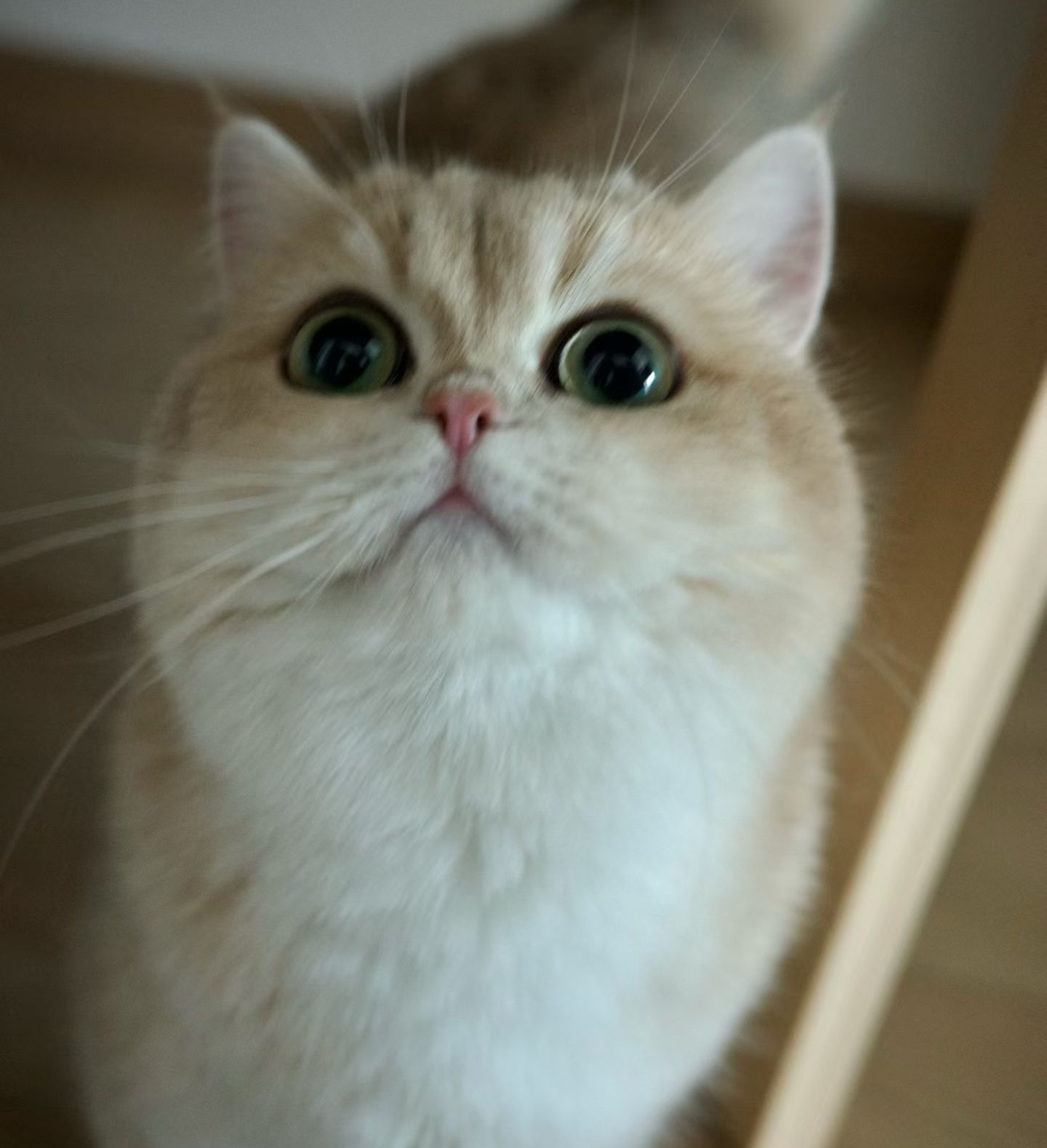 可乐