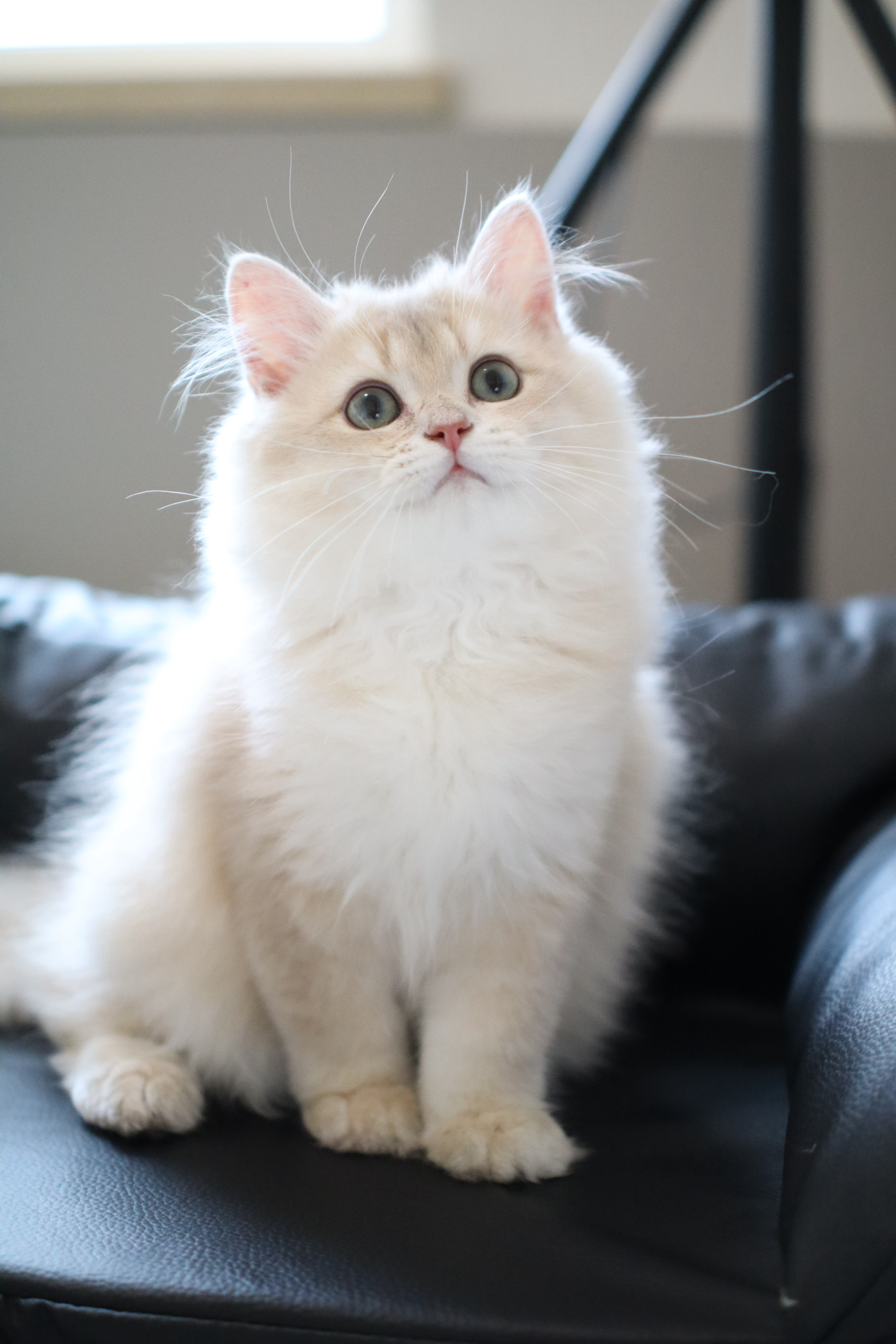狗蛋