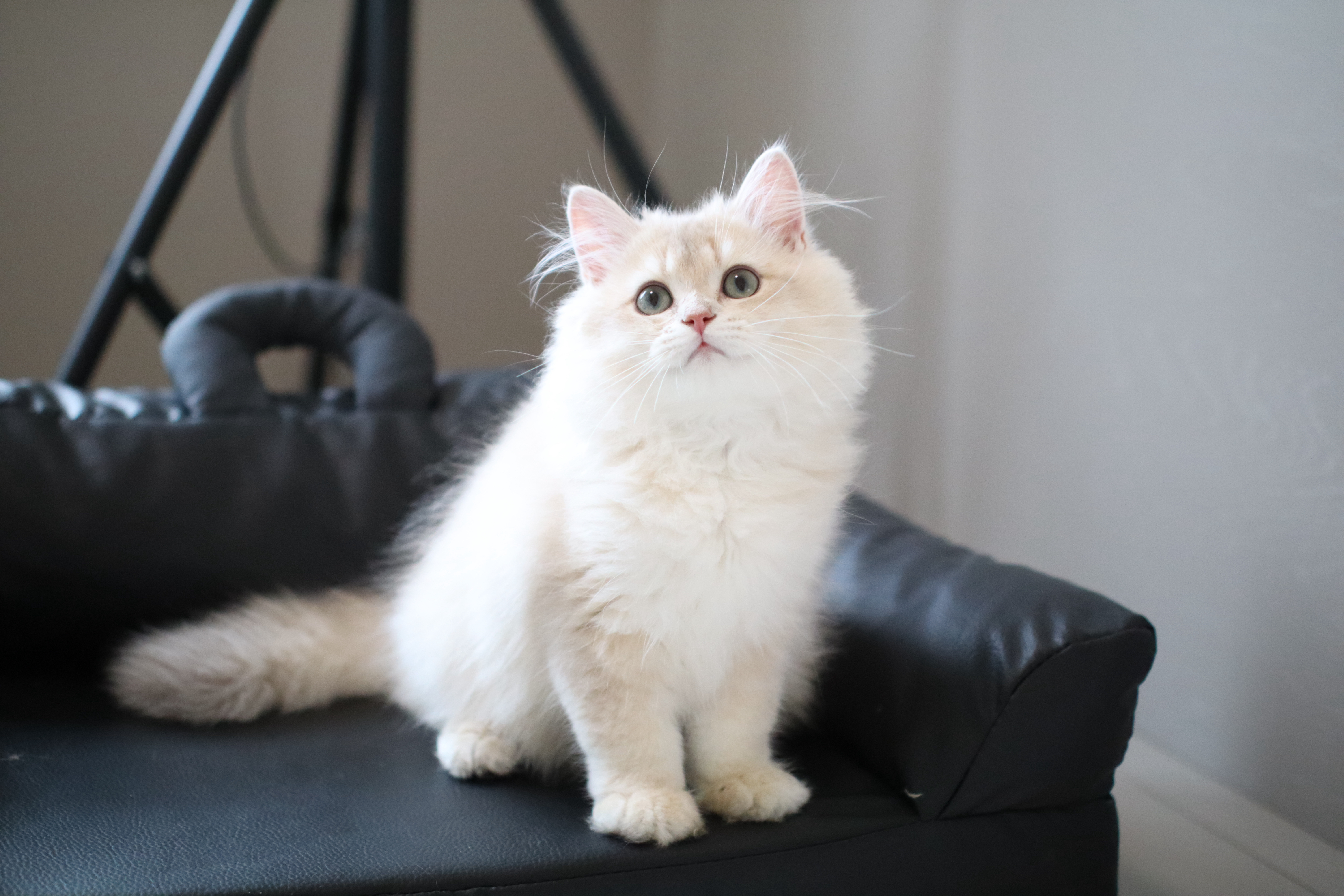 狗蛋 5