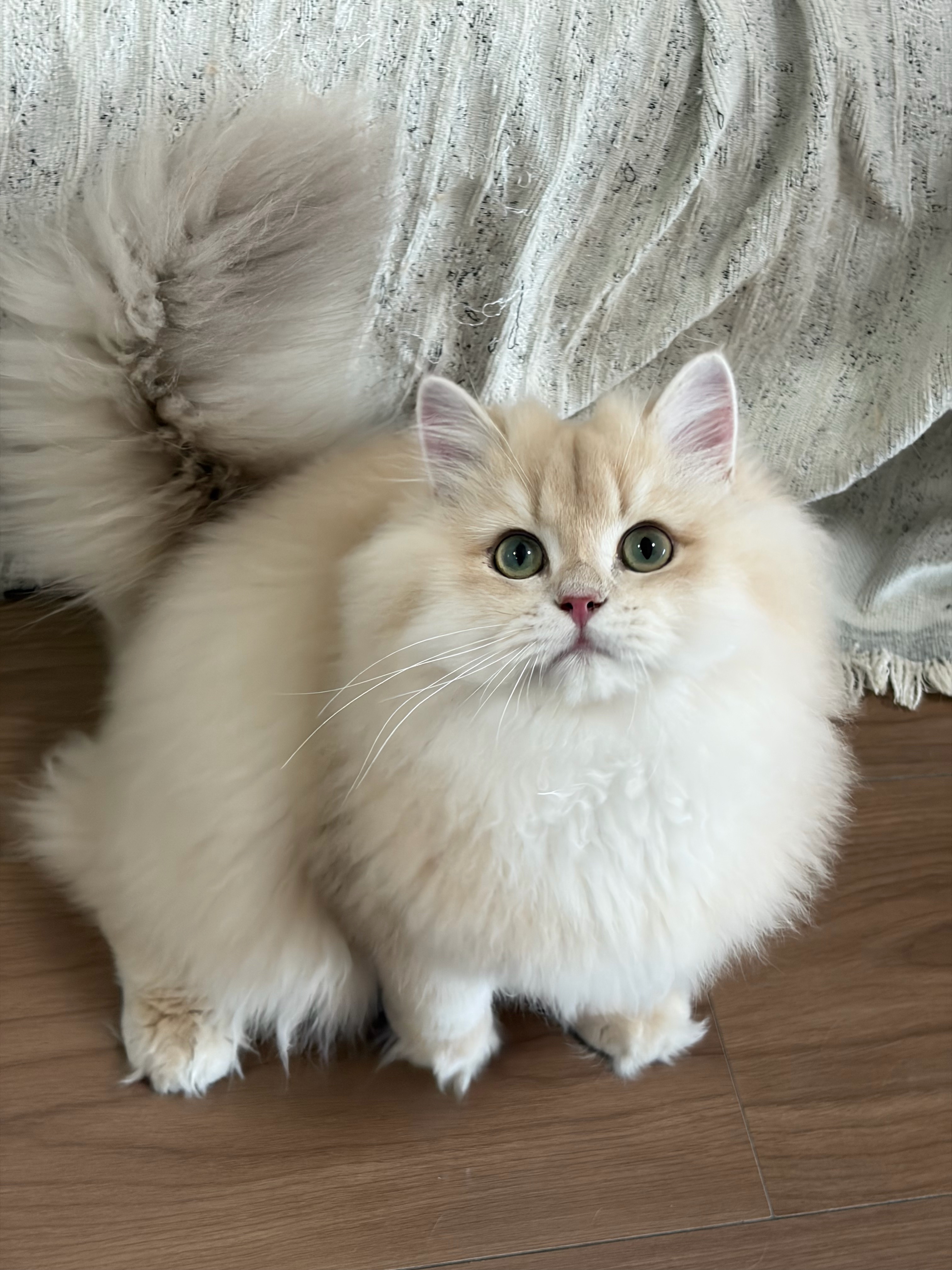狗蛋 3