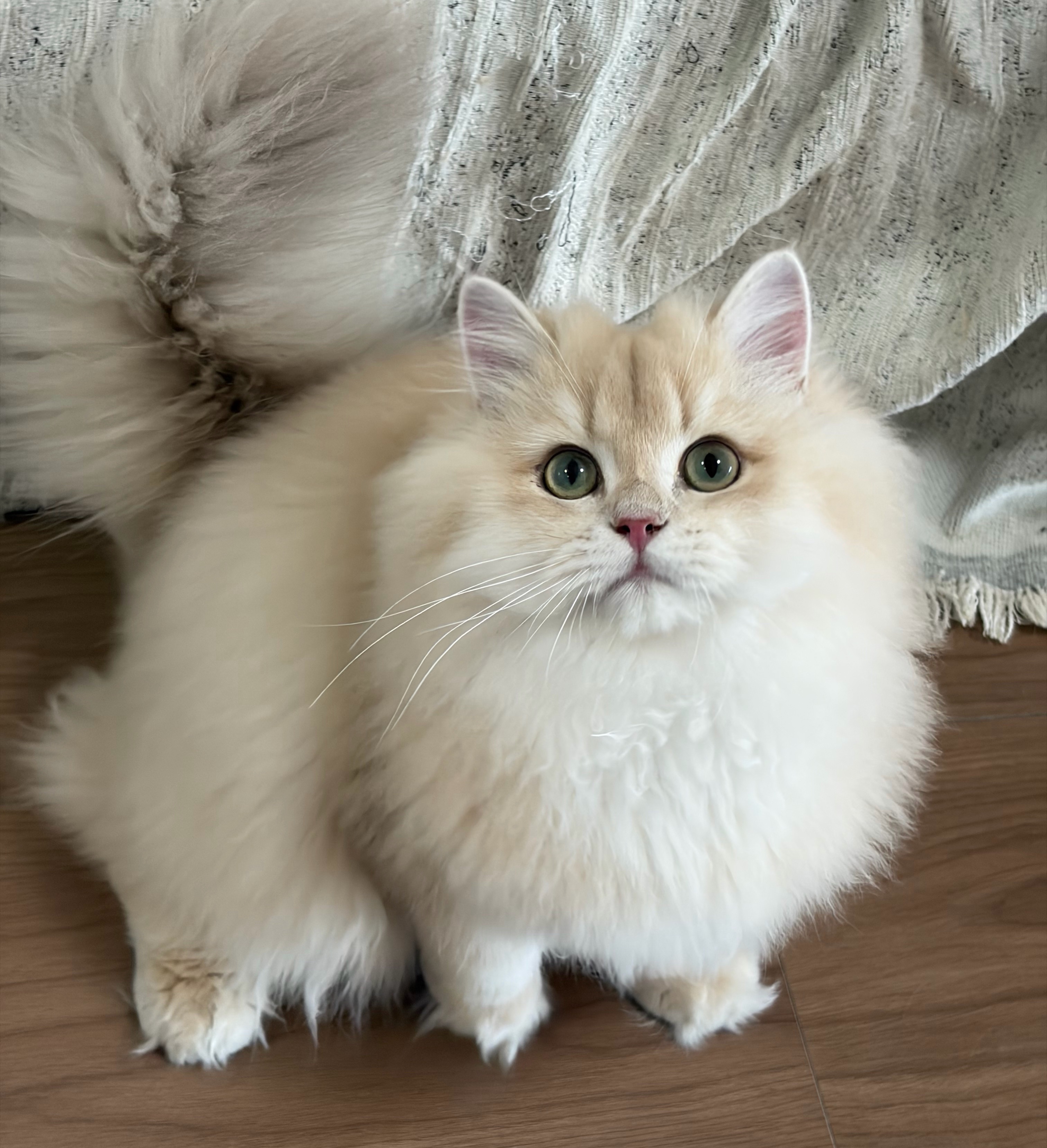 狗蛋
