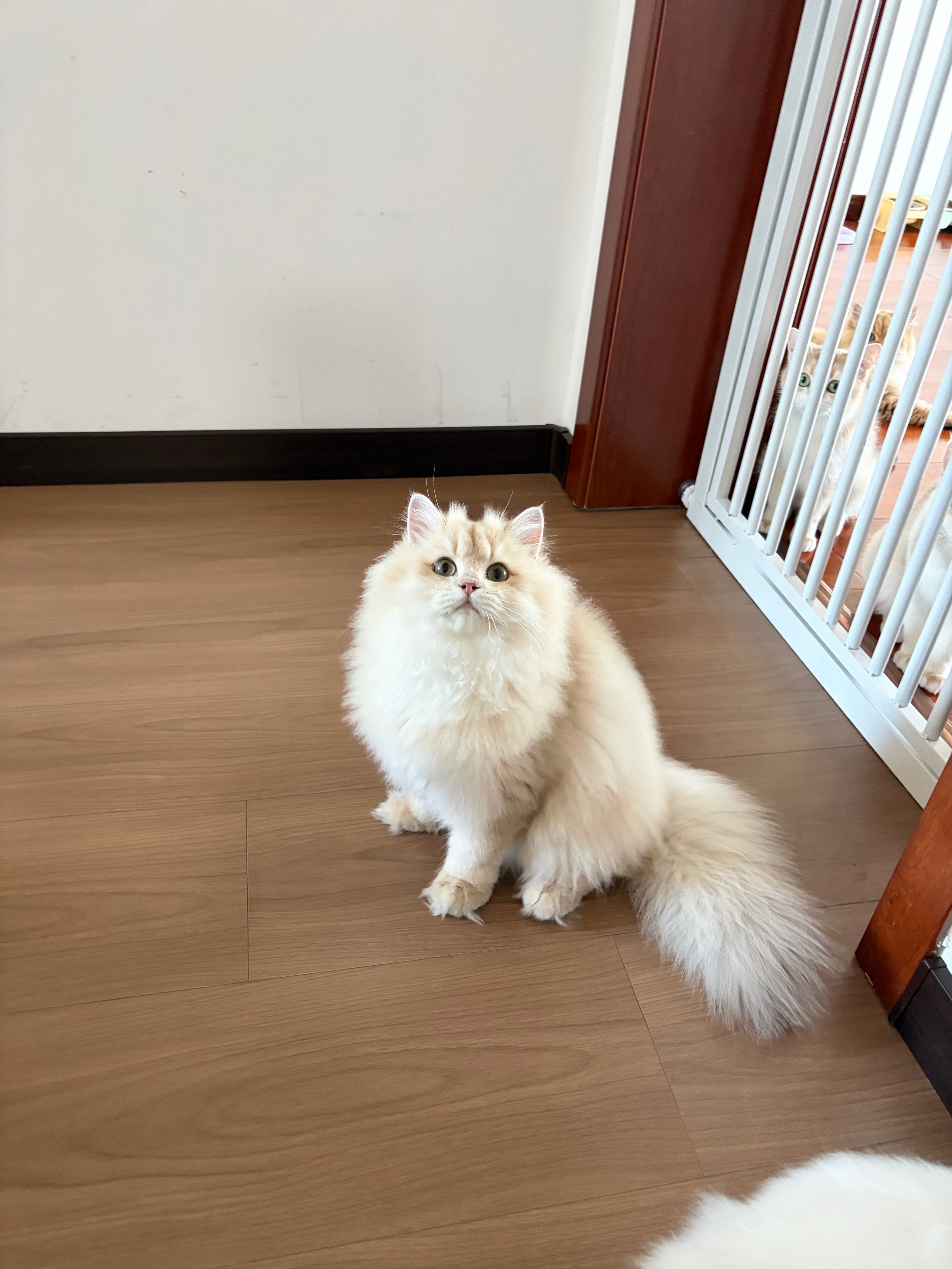 狗蛋 4