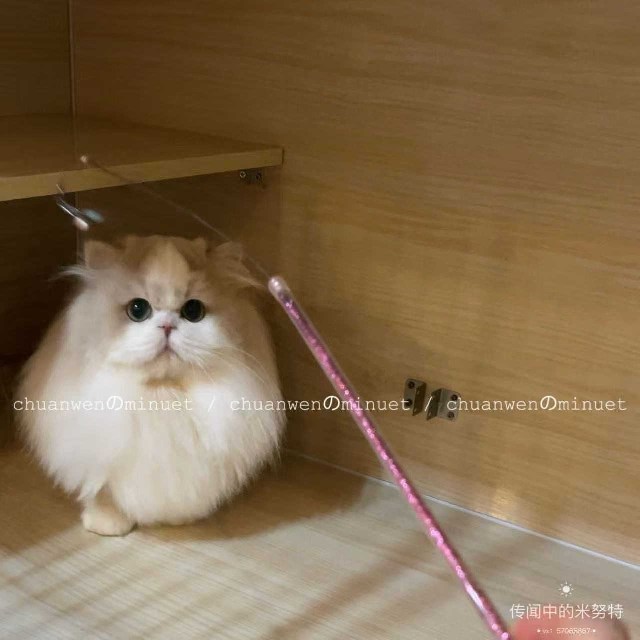 紫金加白