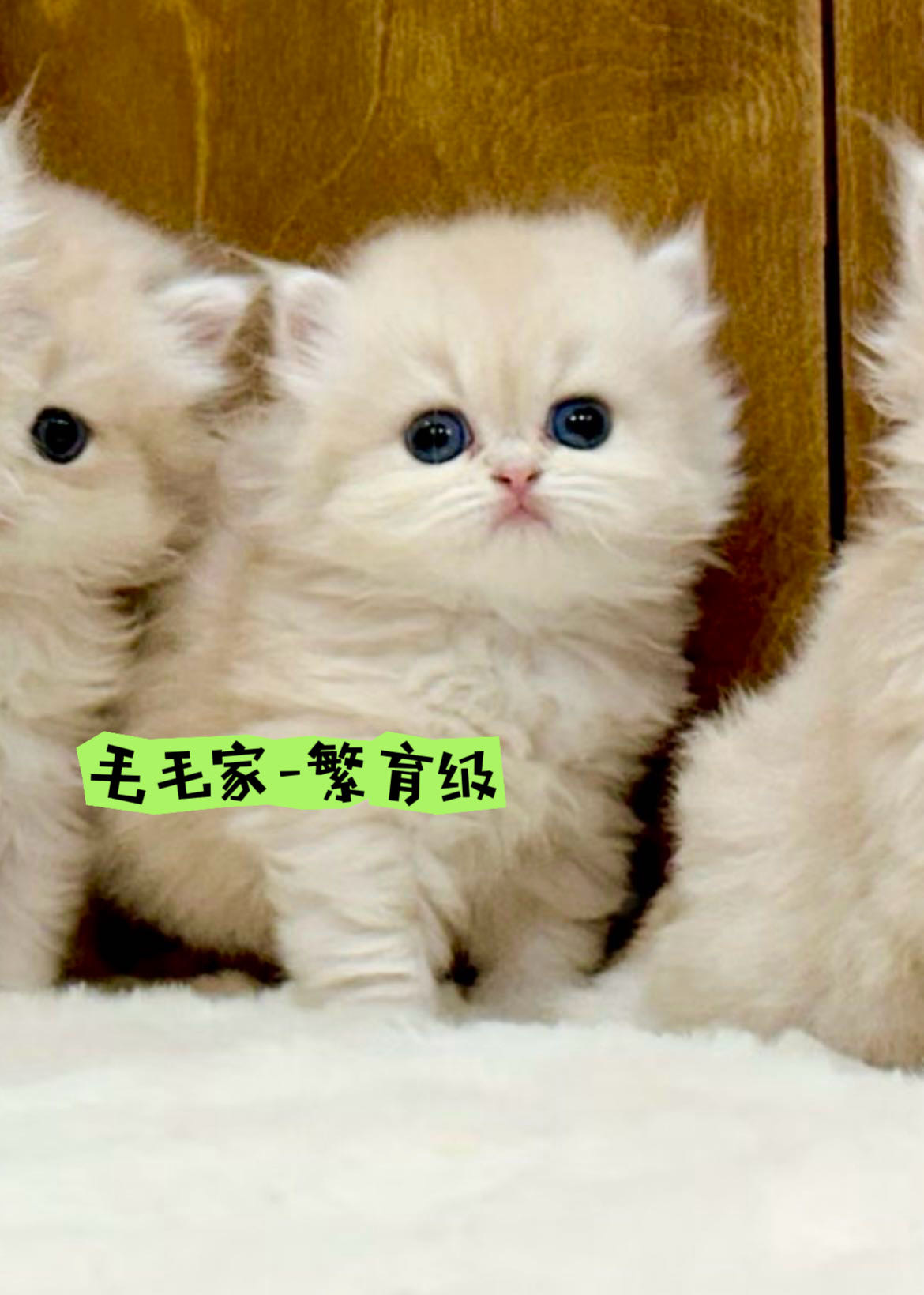 毛毛家MOMOJIA