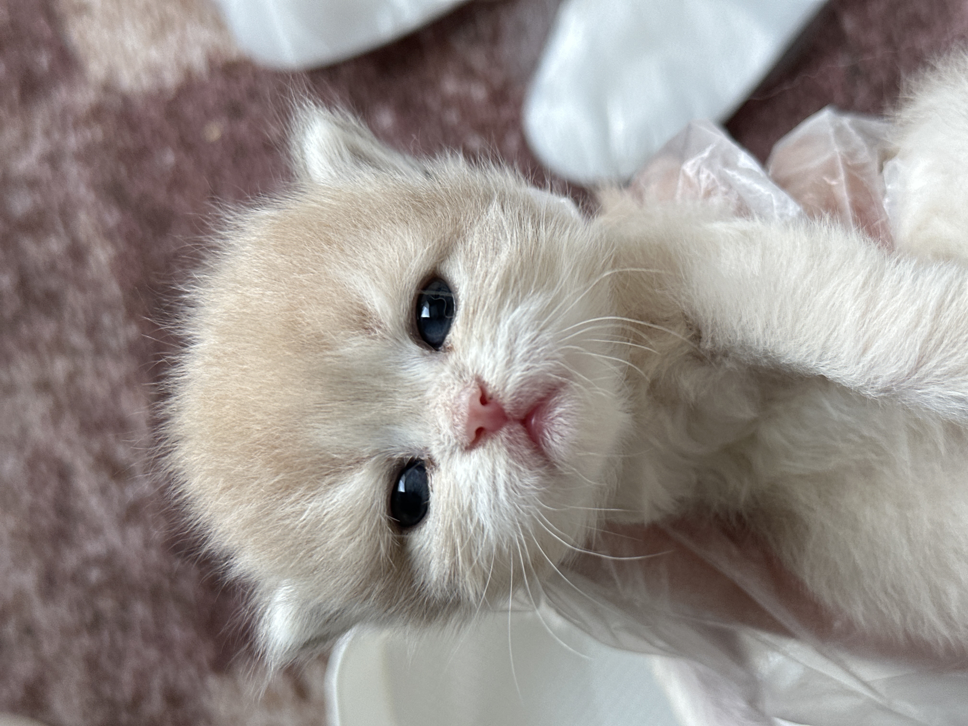胭脂21