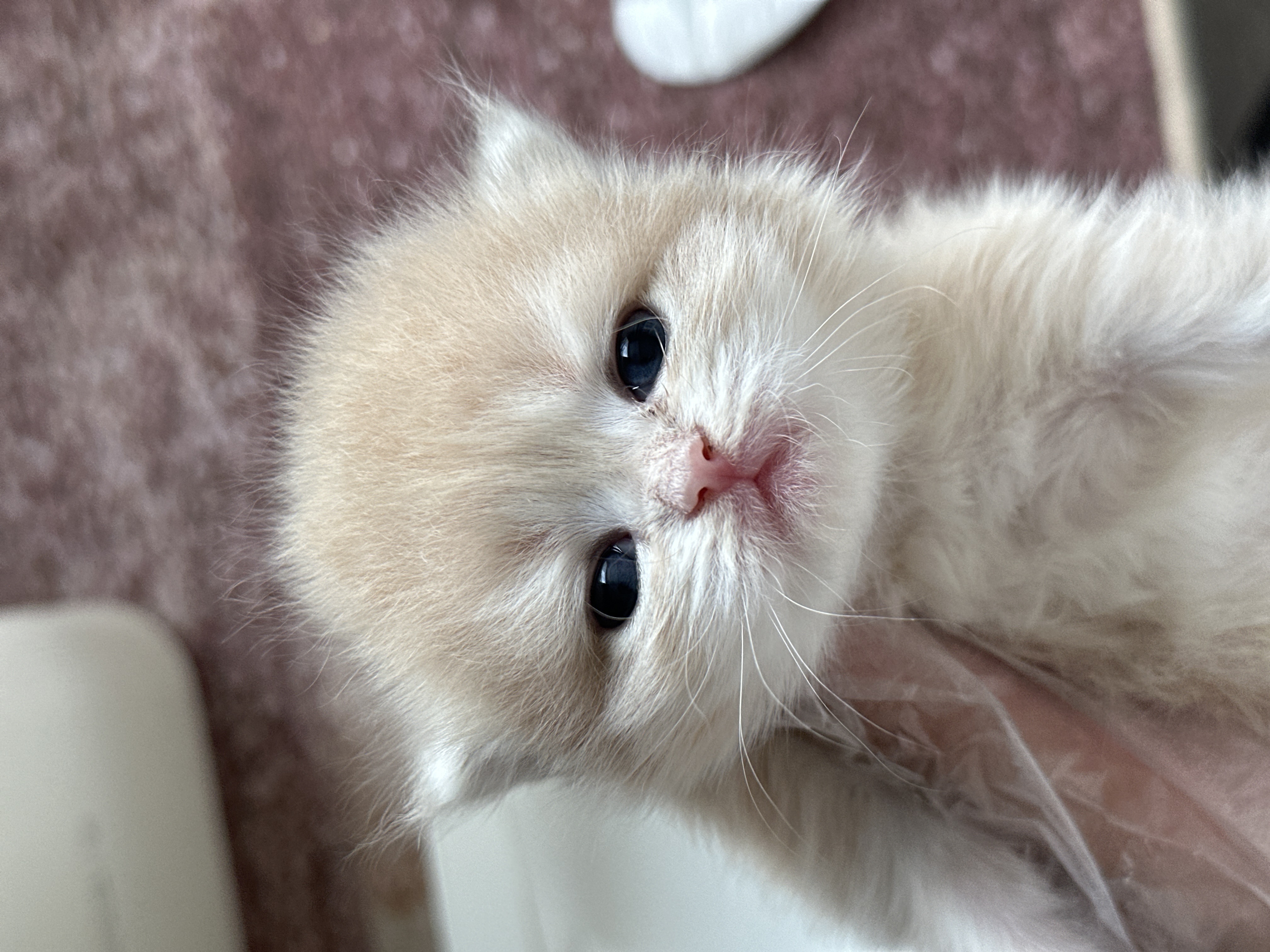眉眉 3