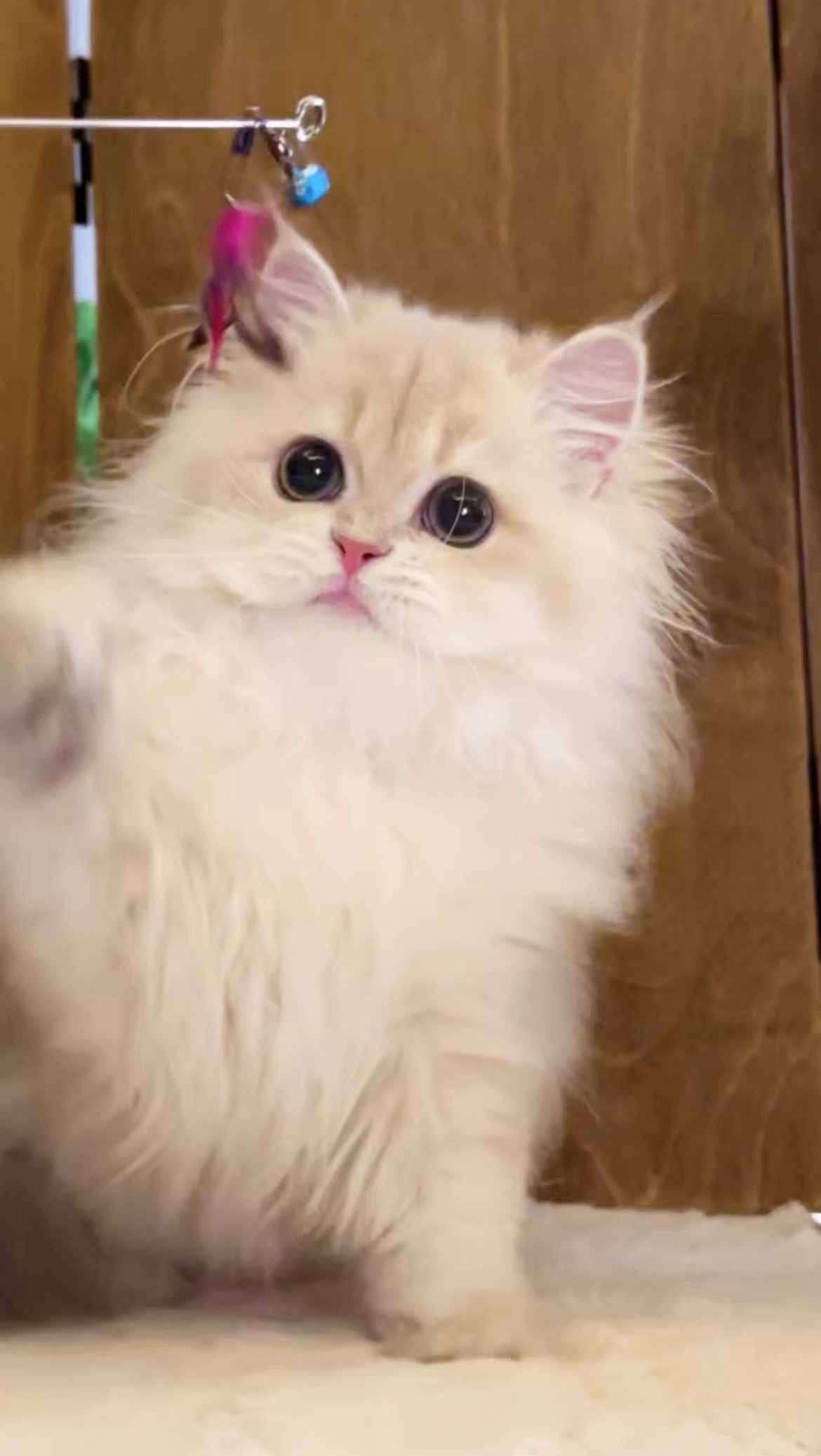 灵犀 5