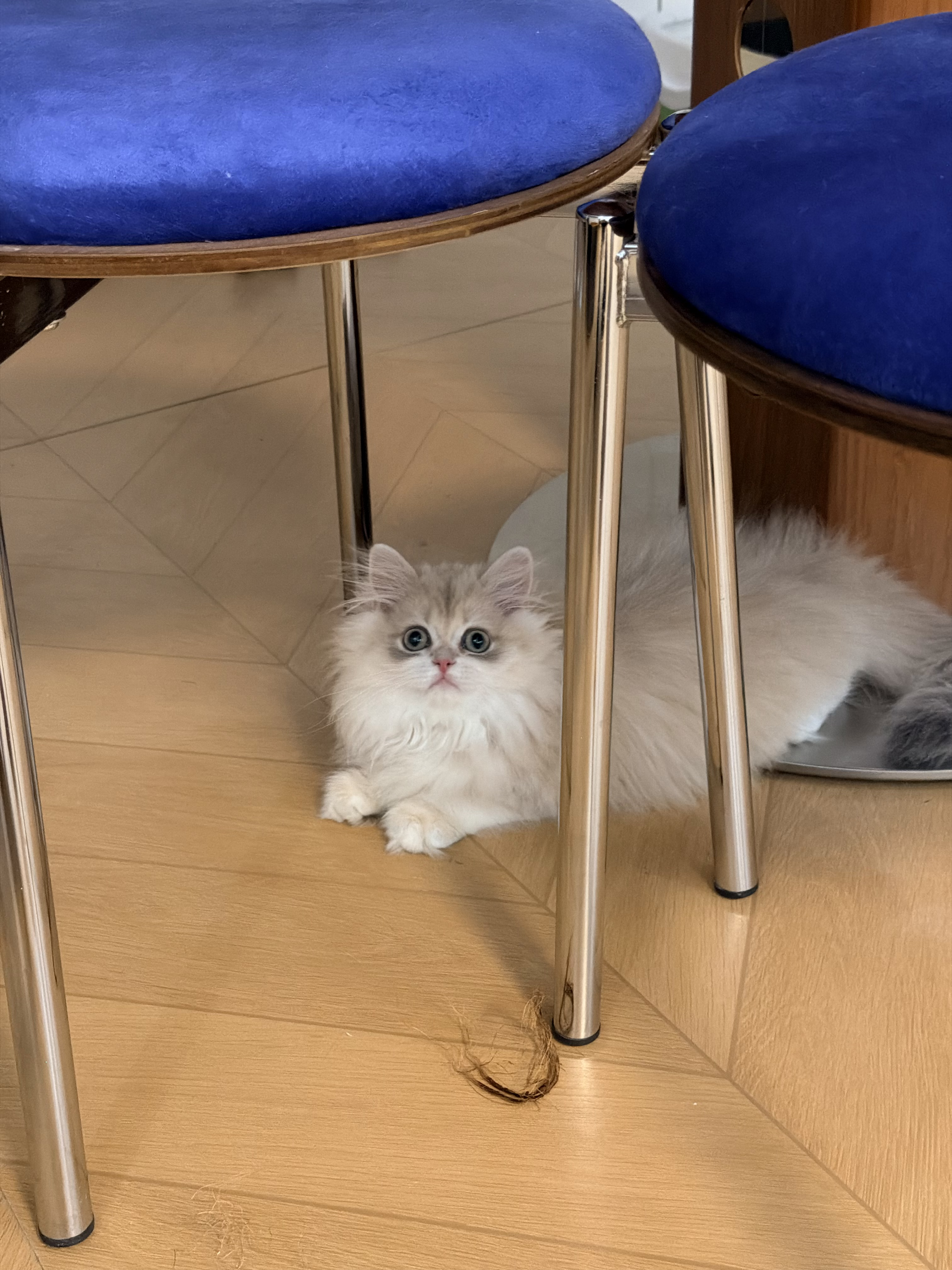 眉眉 2
